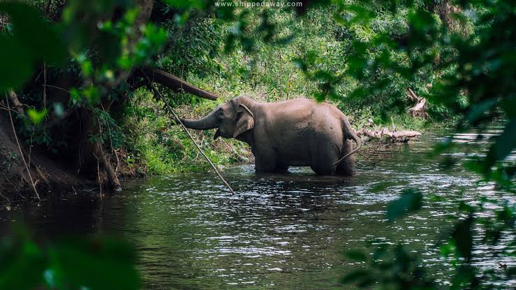 Yok Don National Park and the Elephants